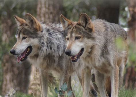 Colorado Wolf and Wildlife Center - Manitou Springs