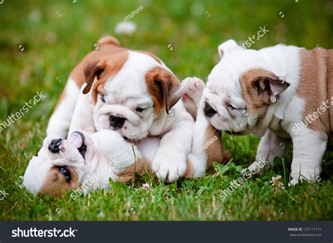 English Bulldog Puppies Playing Outdoors Stock Photo 137111171 ...