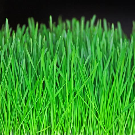 Green Grass Closeup iPad Air Wallpapers Free Download