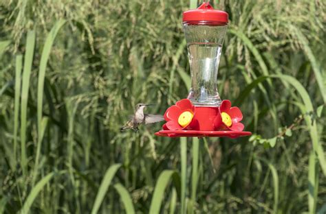 2-Ingredient Hummingbird Nectar Recipe