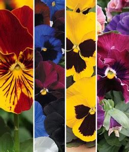 Pansy Seeds and Plants | Garden Seeds and Plants