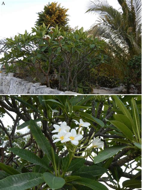 Flor de mayo (Plumeria rubra) A. Vista de la planta creciendo en un ...