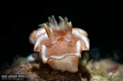 Muck Diving: Top 8 Destinations for Finding Tiny Critters - Bluewater Dive Travel