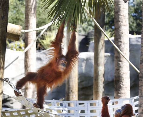 New Orangutan Habitat Debuts at Audubon Zoo in New Orleans