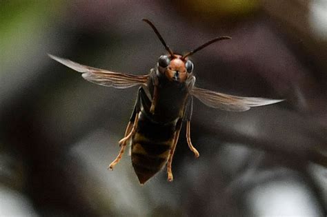 First murder hornet nest in US found in Washington