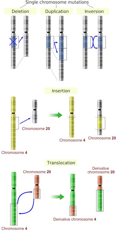 Chromosome Abnormalities List