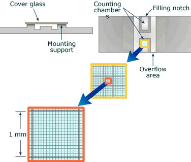 Diagram Of Haemocytometer