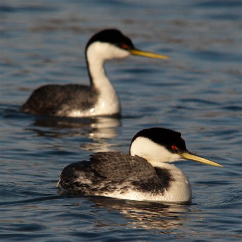 Western Grebe 16 | Martin Brummell | Flickr