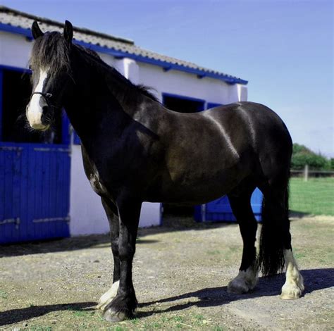 Zorro | Horse breeds, Horses, Breeds