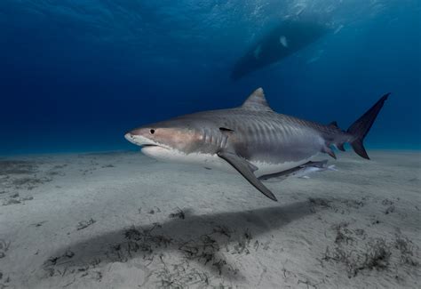 Discovery’s Shark Week needs diversity, more positive science, study says - The Washington Post