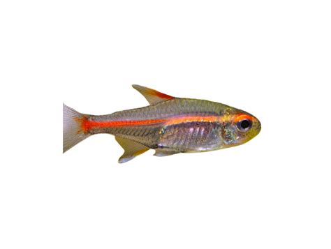 Tetra Fish - Fanie's Fishroom