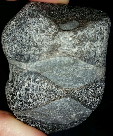 3 ichthyosaur vertebrae | Fossil hunting, Fossils, Prehistoric