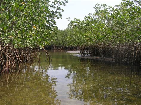 Panduan Pengenalan Mangrove Di Indonesia Wetlands International Indonesia - Riset