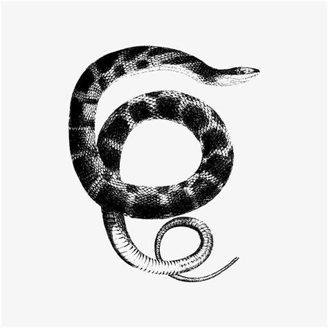 Snake Images | Free HD Backgrounds, PNGs, Vectors & Illustrations - rawpixel