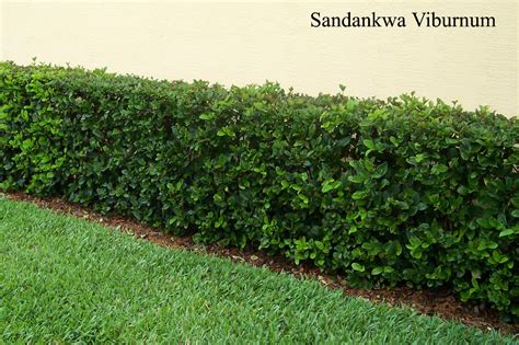 Viburnum suspensum - Sandankwa Viburnum 3 | Parker-Yannette Design ...