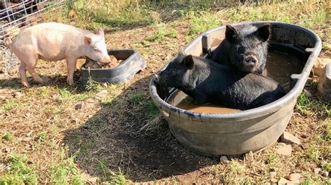 The piglet days of summer - Pigs Can Fly Ranch