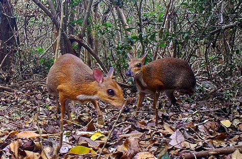 Miniature Mouse Deer That’s Thought To Be Extinct Rediscovered In Vietnam | RojakDaily