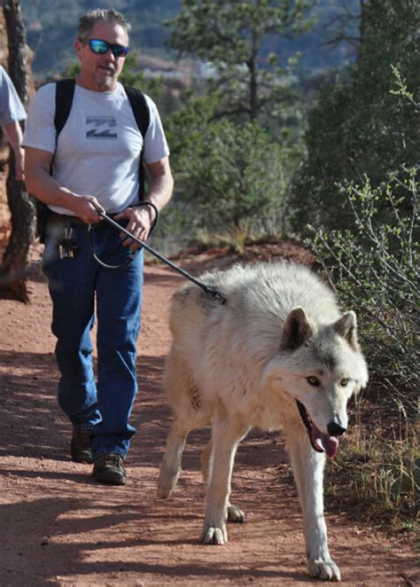 Colorado Wolf Adventures | Wolf walks and photos