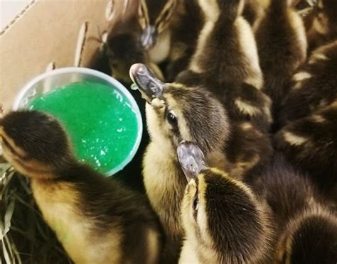 Behind the Scenes with the Ducklings at Metzer Farms | Ducklings, Backyard ducks, Livestock ...