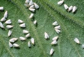 Biological Controlling Agents of Whitefly - Assignment Point