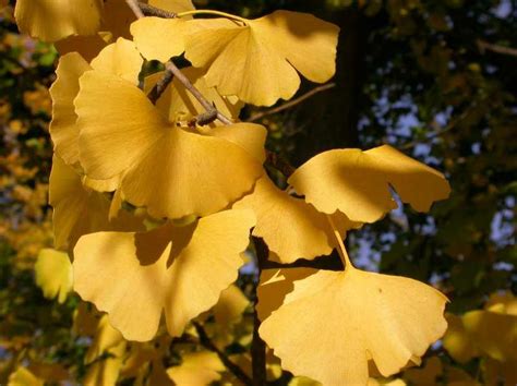 "The Significance of Ginkgo Tree Symbolism: A Journey Through its Meaning"