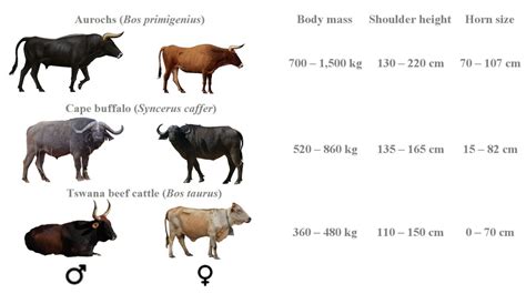 ox-vs-cow-the-differences-roles-and-traits | Food Readme