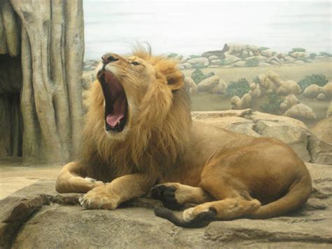 Lion Yawning by Devian-tard on DeviantArt