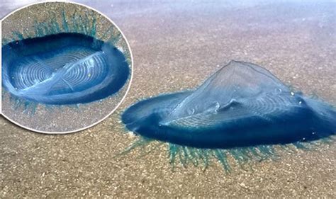 Beware the FLOATING TERROR: Deadly jellyfish spotted on UK beach fuels fears of invasion ...