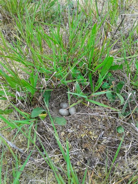 Horned lark nest stock image. Image of federally, endangered - 67798761