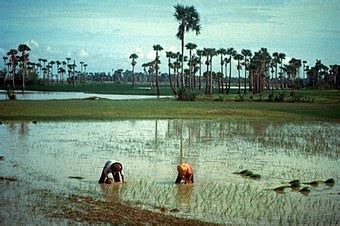 Cambodia: Agriculture