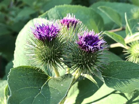 Wisconsin Wildflower | Burdock | Arctium minus | Common Common