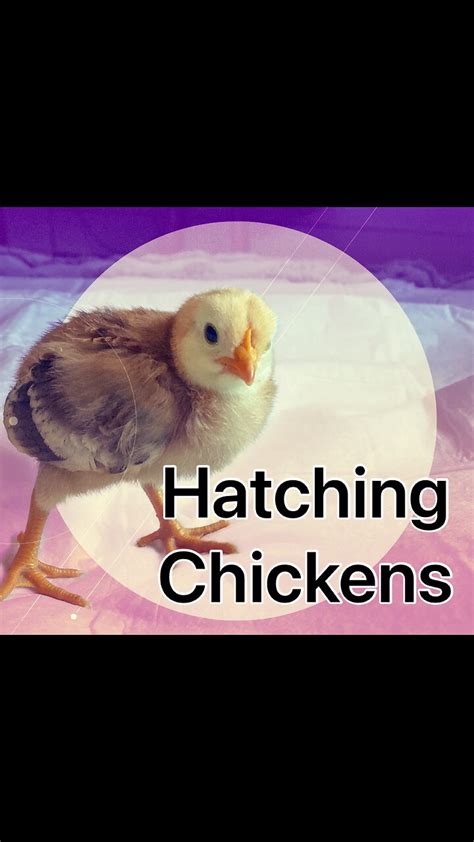 Hatching baby chickens