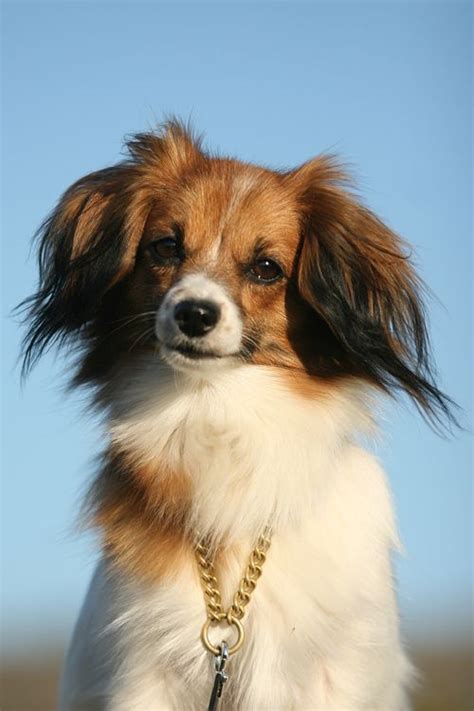 56 Best of Papillon Dog Mix - insectza