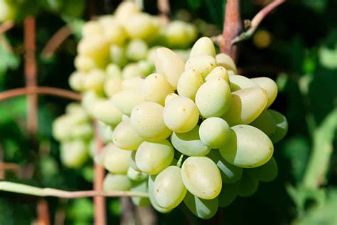 What are Cotton Candy Grapes? - PreparedCooks.com