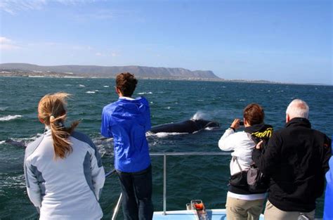 Whale Watching in Hermanus - Whale Route - Whale Trail South Africa