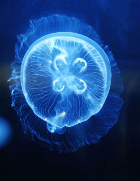 Pet Jellyfish - Jellyfish Tanks, Food & Supplies UK Retailer | Pet jellyfish, Jellyfish ...