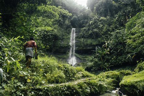 What is forest biodiversity and why does it matter? | World Economic Forum