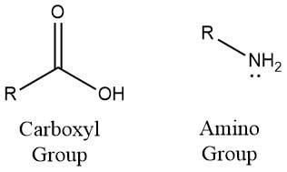 Amino Functional Group | ChemTalk