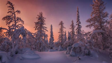 Forest Snow Covered Spruce Trees During Sunset HD Winter Wallpapers ...