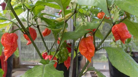 Top 16 Hottest Peppers In The World [Updated 2023], 49% OFF