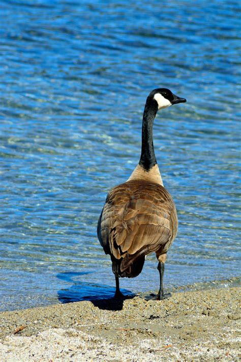 Goose a Gander by Lens-Druid on DeviantArt