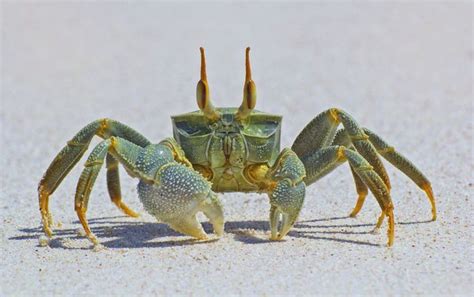 ghost crab anatomy - Google Search | Beautiful sea creatures, Crabs ...