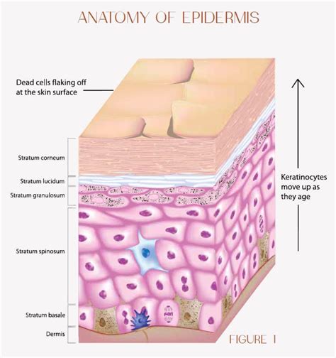 Corneotherapy: A Sensible Approach to Understanding the Skin