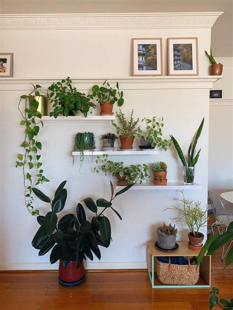 We moved house last week. This is our plant corner. - plants Plant Decor Indoor, House Plants ...