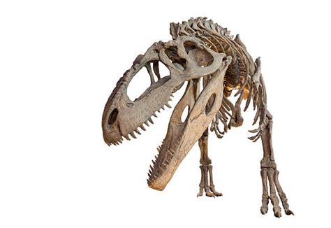 Giganotosaurus Skeleton Stock Photos, Pictures & Royalty-Free Images - iStock