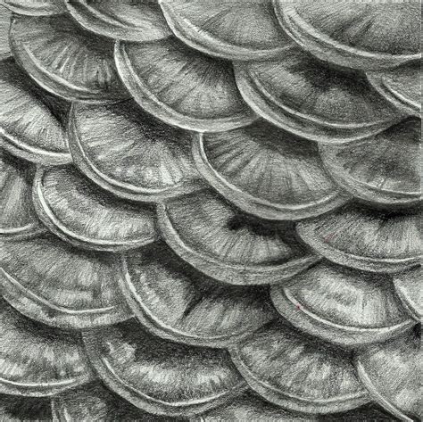 fish scales texture drawing - Google Search