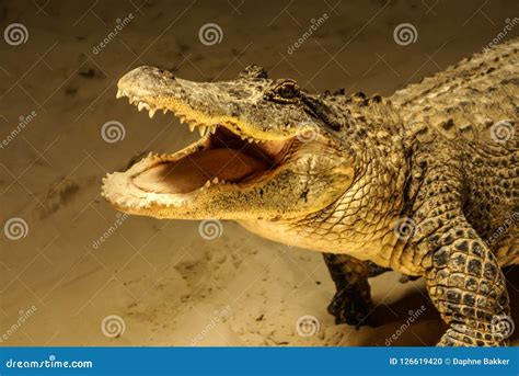 Cute looking crocodile stock photo. Image of sandy, carnivore - 126619420