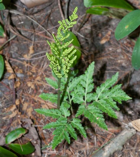 Botrychium dissectum (Cut-leaved grape fern)