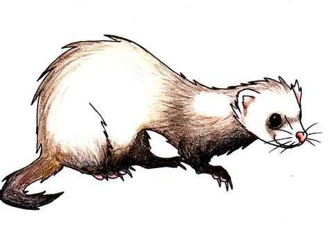 Ferret by Spaffi on DeviantArt