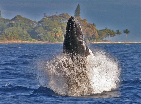 Humpback Whale Watching from Molokai - Hawaii